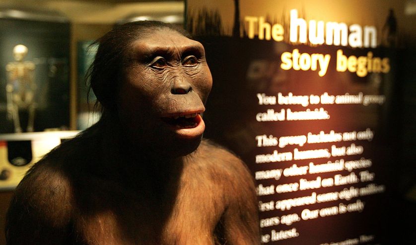 Lucy australopithecus chicago.jpg.838x0 q80